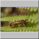 Diphyus trifasciatus - Schlupfwespe m078c 18mm-fdet02.jpg